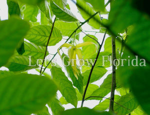 Ylang-Ylang 4 » Pot Cananga odorata Plante d’arbre à parfum Live Tropical Rare 