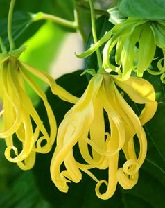 Ylang-Ylang 4" Maceta Cananga odorata Perfume Árbol Planta Viva Tropical Rara 