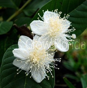 Guayaba 'Ruby Supreme' (Psidium guajava) 3 Gal/10" árbol frutal tropical vivo