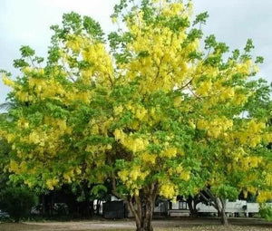 Bulnesia arborea ( 3 Gal ) Verawood Floración / Árbol ornamental vivo