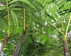 Pinanga speciosa 1 Gal / 6" Palmera Viva Tropical Rara!