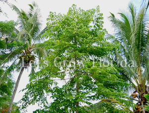 Ylang-Ylang 4" Maceta Cananga odorata Perfume Árbol Planta Viva Tropical Rara 