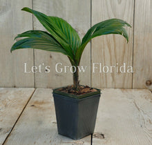 Load image into Gallery viewer, Calyptrocalyx leptostachys 6&quot; pot Palm Tree Live Tropical Rare