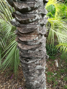 Syagrus coronata Maceta de 4" Ouricury Palm Tree Live Tropical Rare!
