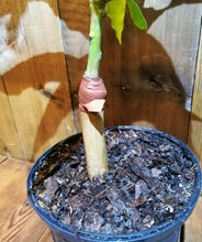 Load image into Gallery viewer, Mango Tree Lemon Zest Professionally Grafted 3Gal/10"pot Mangifera indica Live