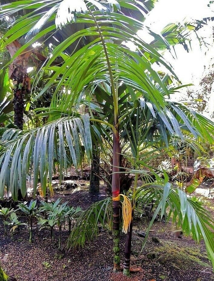 purple palm plant Pinanga speciosa 1 Gal / 6
