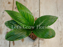 Load image into Gallery viewer, Calyptrocalyx leptostachys 6&quot; pot Palm Tree Live Tropical Rare