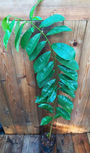 Corossol/ Guanabána, Annona muricata 1 Gal / 6" pot Arbre fruitier vivant 