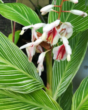 Load image into Gallery viewer, Ginger, Pinstripe / Variegated 1 Gal / 6&quot; Alpinia formosana Live Tropical Rare