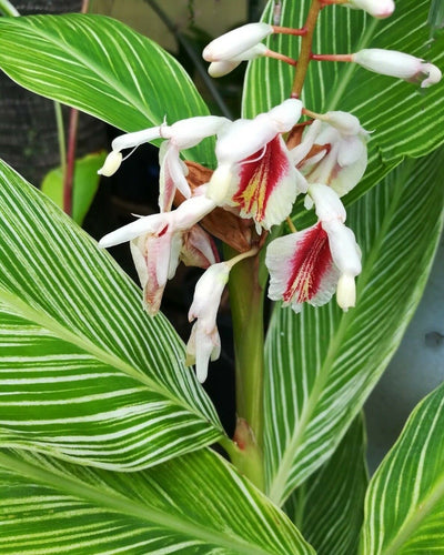 Gingembre, Pinstripe / Panaché 1 Gal / 6 » Alpinia formosana Live Tropical Rare