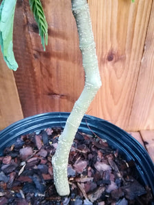 Bulnesia arborea ( 3 Gal ) Verawood Flowering / Live Ornamental Tree ...
