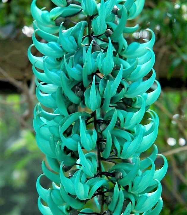 buy jade vine plant Jade Vine Green 3Gal/10"pot Strongylodon macrobotrys Live Vine