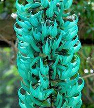 Load image into Gallery viewer, Jade Vine Green 3Gal/10&quot;pot Strongylodon macrobotrys Live Vine