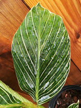 Cargar imagen en el visor de la galería, Jengibre, rayado/variegado 1 gal/6&quot; Alpinia formosana Live Tropical Rare