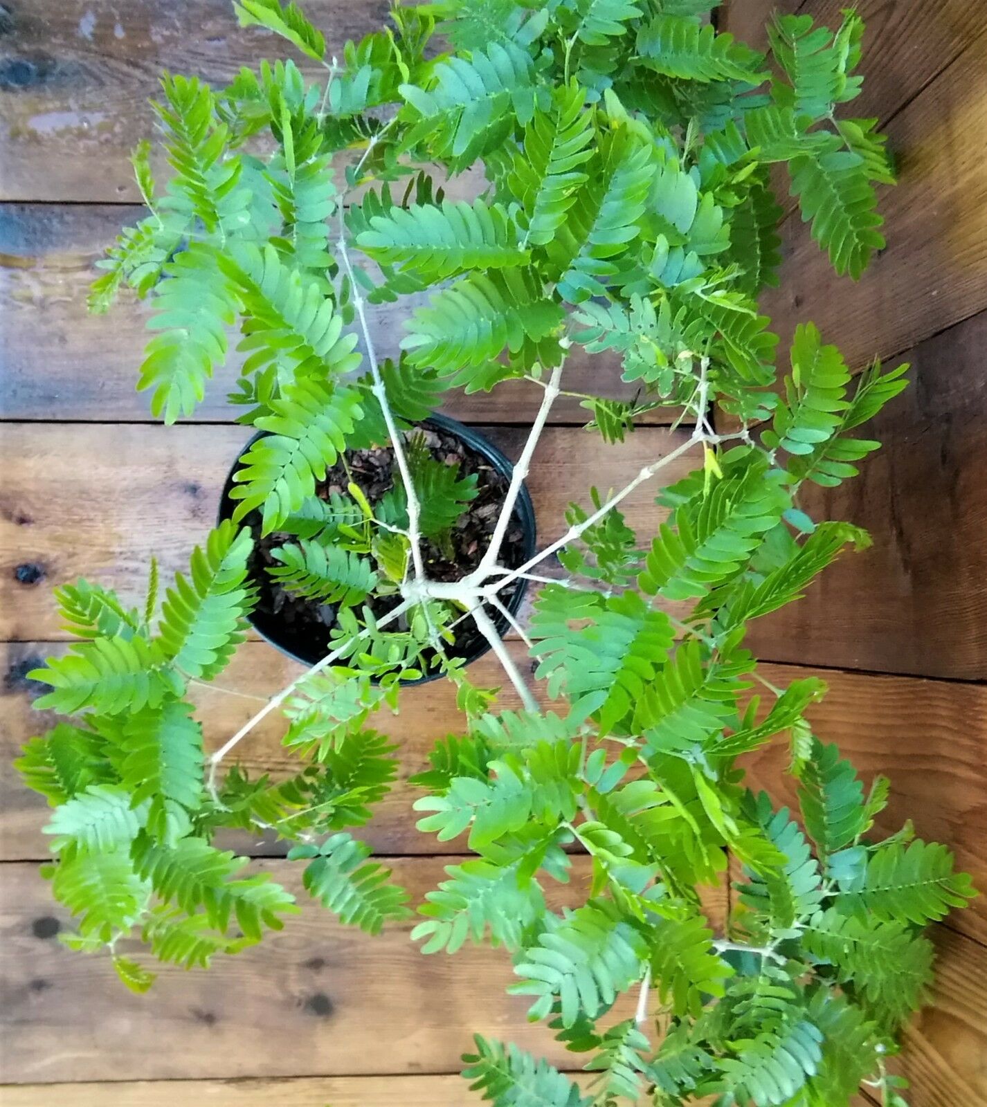 Bulnesia arborea ( 3 Gal ) Verawood Flowering / Live Ornamental Tree ...