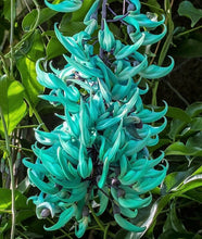 Load image into Gallery viewer, Jade Vine Green 3Gal/10&quot;pot Strongylodon macrobotrys Live Vine