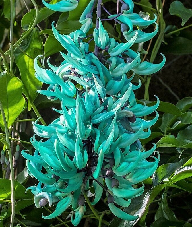 jade plant florida Jade Vine Green 3Gal/10"pot Strongylodon macrobotrys Live Vine – Let's Grow  Florida