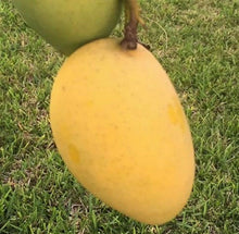 Load image into Gallery viewer, Mango Tree Lemon Zest Professionally Grafted 3Gal/10"pot Mangifera indica Live