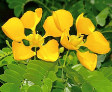 Cargar imagen en el visor de la galería, Bulnesia arborea ( 3 Gal ) Verawood Floración / Árbol ornamental vivo