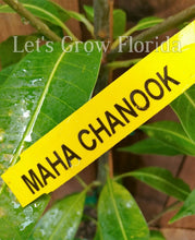 Load image into Gallery viewer, Mango Tree Maha Chanok 3Gal /10"pot Professionally Grafted Mangifera indica Live