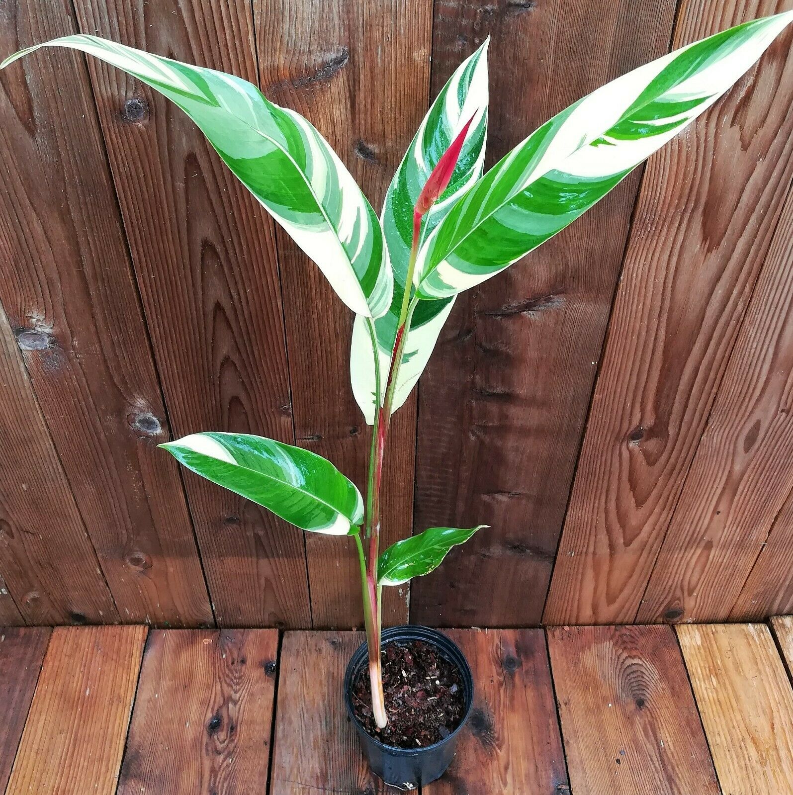 heliconia potted plant Heliconia, psittacorum 1 Gal / 6" pot Lady Di VARIEGATED! Live Tropica – Let's Grow Florida