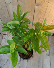 Load image into Gallery viewer, Guava ‘Ruby Supreme’ (Psidium guajava) 3 Gal/10&quot; live tropical fruit tree