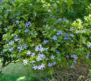Guaiacum officinale Árbol ornamental con flores vivas en maceta de lignum-vitae de 3 galones/10 pulgadas 