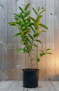 Goyave 'Ruby Supreme' (Psidium guajava) 3 Gal/10" arbre fruitier tropical vivant