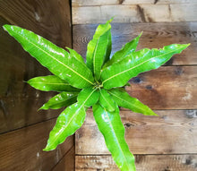 Load image into Gallery viewer, Mango Tree Lemon Zest Professionally Grafted 3Gal/10"pot Mangifera indica Live