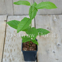 Charger l&#39;image dans la galerie, Ylang-Ylang 4 » Pot Cananga odorata Plante d’arbre à parfum Live Tropical Rare 