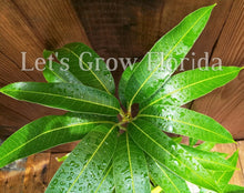 Load image into Gallery viewer, Mango Tree Maha Chanok 3Gal /10"pot Professionally Grafted Mangifera indica Live