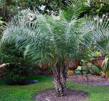 Load image into Gallery viewer, Syagrus coronata 4&quot; pot Ouricury Palm Tree Live Tropical Rare!