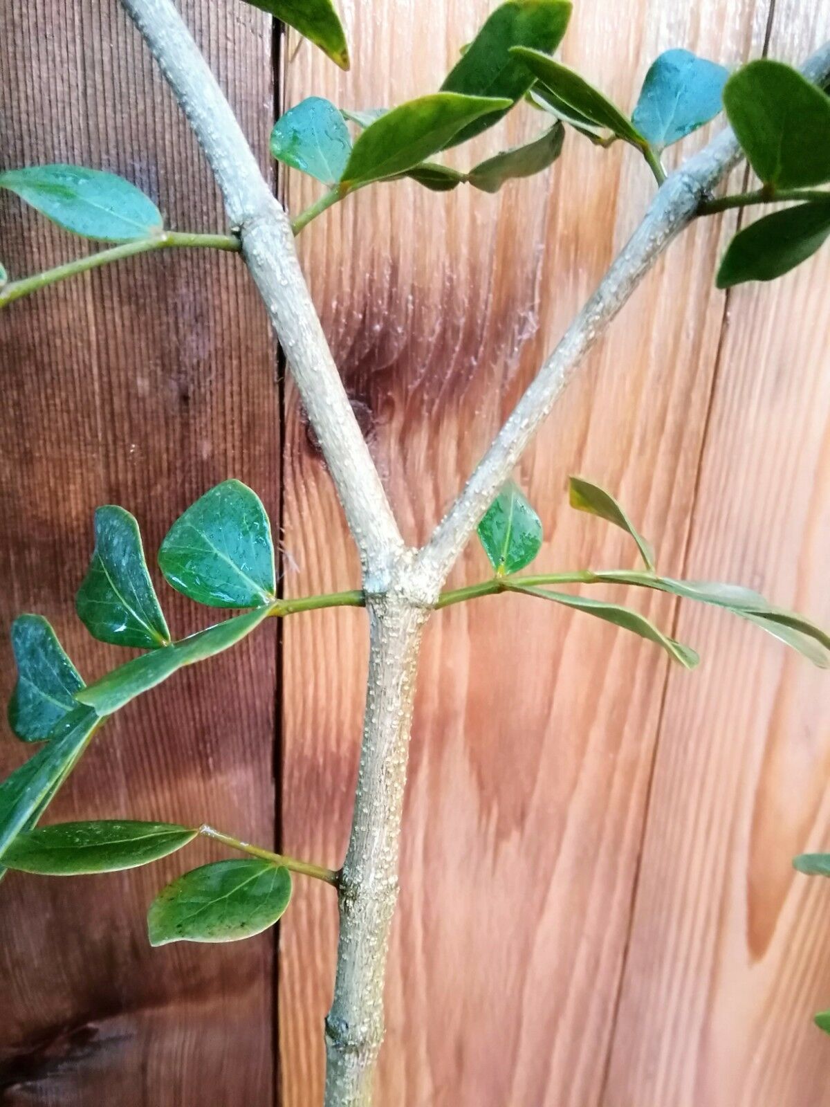 Grand Bilboquet En Bois Lignum Vitae Datable Du 19ème Sièc Grand Bilboquet En Bois Lignum Vitae Datable Du 19ème Sièc