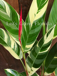 Heliconia, psittacorum Maceta de 1 gal/6" Lady Di VARIEGADA! ¡Vive Tropical Rare!