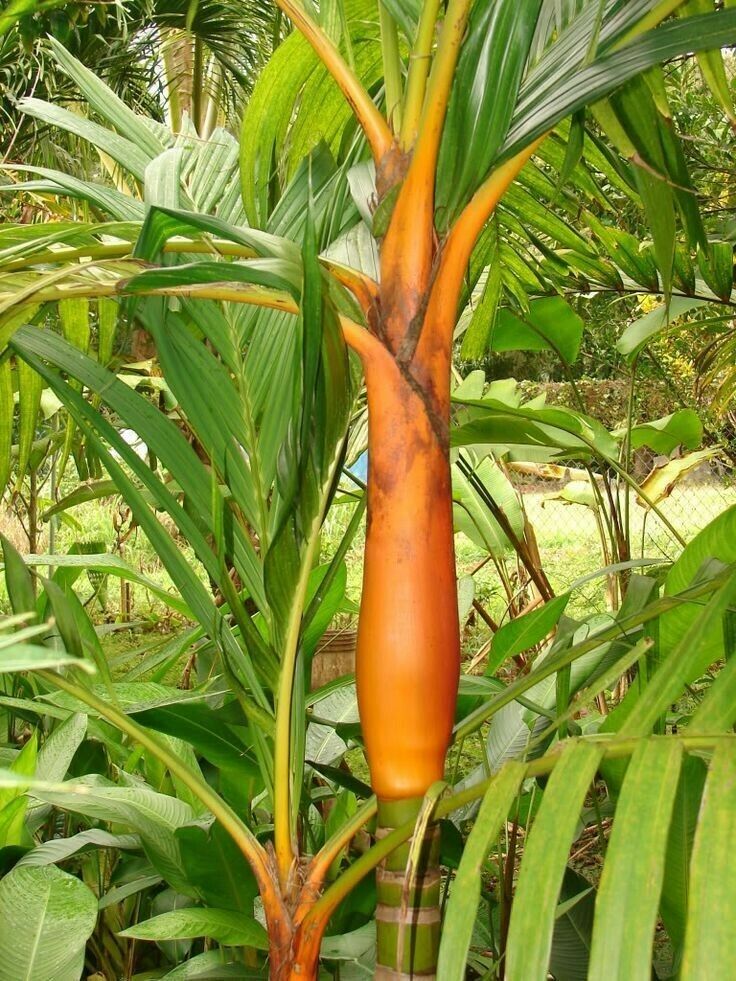bertam palm plant Areca vestiaria (Orange) Palm Tree