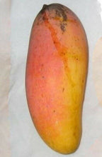 Load image into Gallery viewer, Mango Tree Maha Chanok 3Gal /10"pot Professionally Grafted Mangifera indica Live