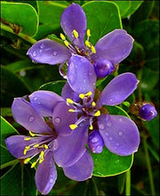 Load image into Gallery viewer, Guaiacum officinale 3 Gal / 10&quot;pot lignum-vitae Live Flowering Ornamental Tree
