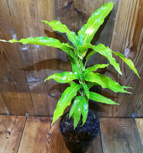 Load image into Gallery viewer, Mango Tree Lemon Zest Professionally Grafted 3Gal/10"pot Mangifera indica Live