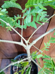 Bulnesia arborea ( 3 Gal ) Verawood  Flowering / Live Ornamental Tree