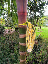 Cargar imagen en el visor de la galería, Pinanga speciosa 1 Gal / 6&quot; Palmera Viva Tropical Rara!