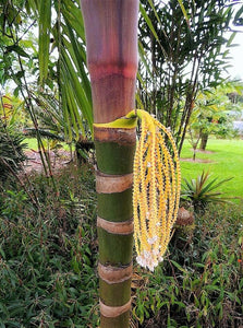 Pinanga speciosa 1 Gal / 6" Palmera Viva Tropical Rara!