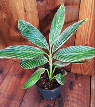 Load image into Gallery viewer, Ginger, Pinstripe / Variegated 1 Gal / 6&quot; Alpinia formosana Live Tropical Rare
