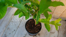 Cargar imagen en el visor de la galería, Guayaba &#39;Ruby Supreme&#39; (Psidium guajava) 3 Gal/10&quot; árbol frutal tropical vivo