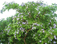 Load image into Gallery viewer, Guaiacum officinale 3 Gal / 10&quot;pot lignum-vitae Live Flowering Ornamental Tree