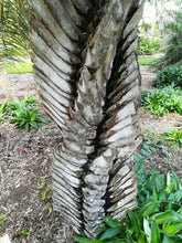 Cargar imagen en el visor de la galería, Syagrus coronata Maceta de 4&quot; Ouricury Palm Tree Live Tropical Rare!