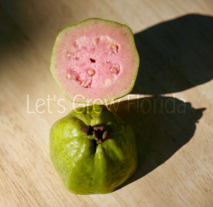Guava ‘Ruby Supreme’ (Psidium guajava) 3 Gal/10" live tropical fruit tree