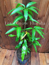 Load image into Gallery viewer, Mango Tree Maha Chanok 3Gal /10"pot Professionally Grafted Mangifera indica Live