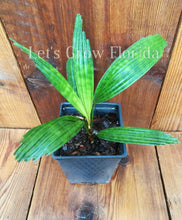 Load image into Gallery viewer, Licuala mattanensis “Mottled” 4&quot; Pot Palm Tree Live Rare Tropical