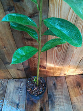 Load image into Gallery viewer, Soursop/ Guanabána 3 Gal/10&quot; Pot, 3-4&#39; ft Tall Annona muricata  Fruit Tree Live