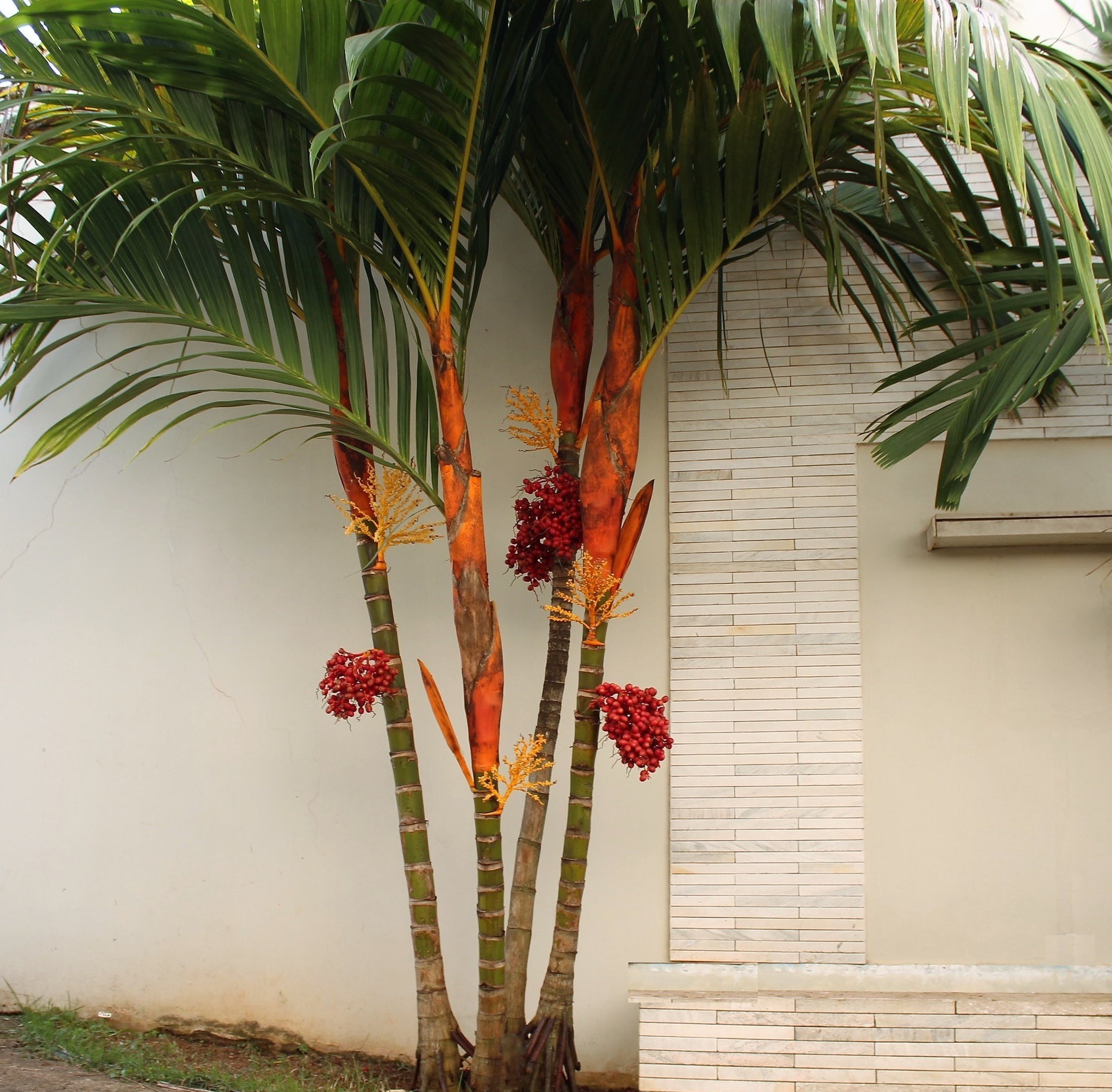 areca palm plant Areca vestiaria (Orange) Palm Tree Large / 1 Palm / Yes